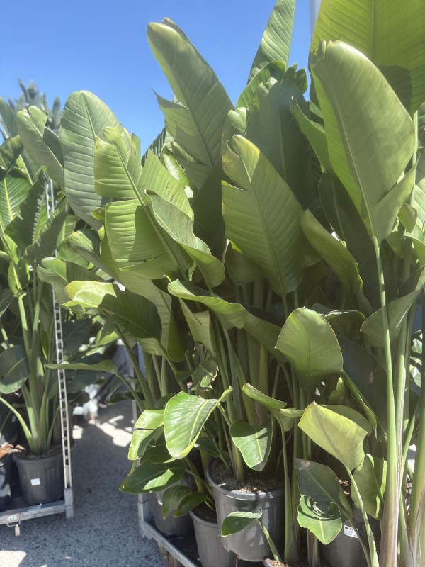 Nouvel arrivage de végétaux à la pépinière tropicale Abbalone !