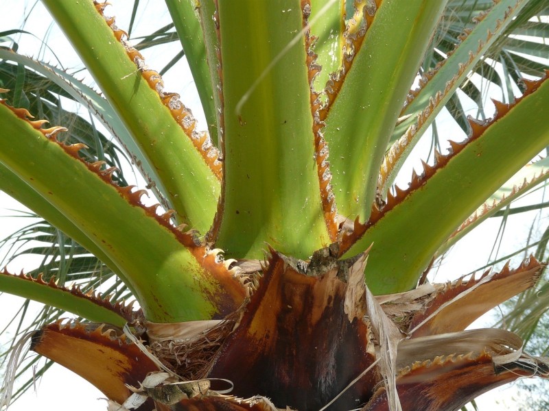 Washingtonia Robusta