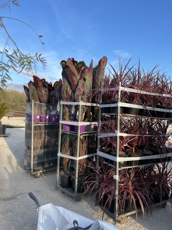 Arrivage de plantes tropicales tous les mois