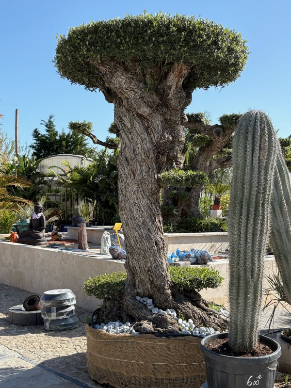 Arrivage d’oliviers différentes formes, plateaux et différentes tailles pour jardins méditerranéens près de Marseille