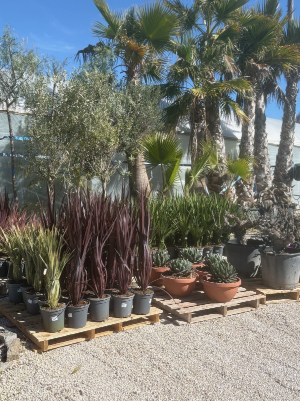 Nouvel arrivage de végétaux à la pépinière tropicale Abbalone !