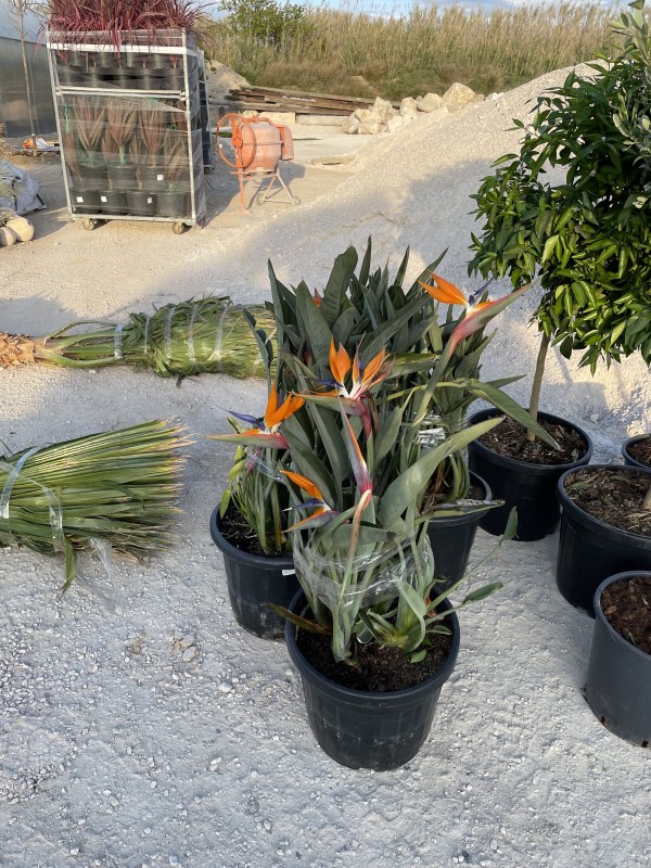 Arrivage de plantes tropicales tous les mois