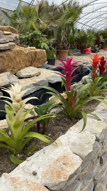 Arrivage de plantes, Arbres.