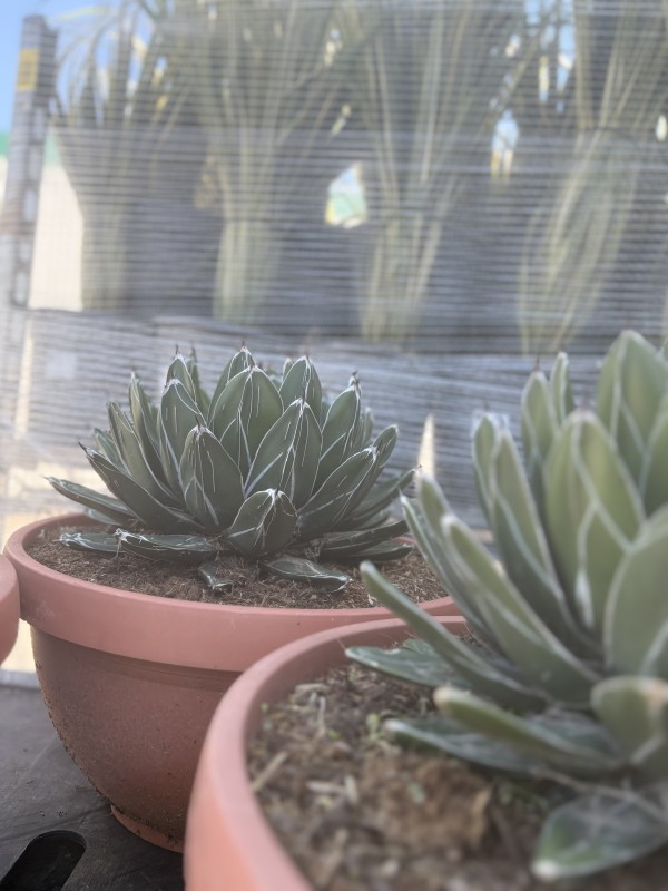 Nouvel arrivage de végétaux à la pépinière tropicale Abbalone !