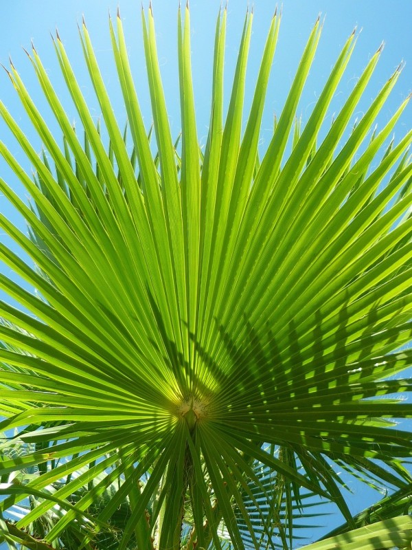 Washingtonia Robusta