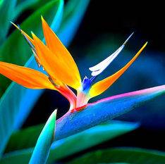 Oiseau de Paradis bleu