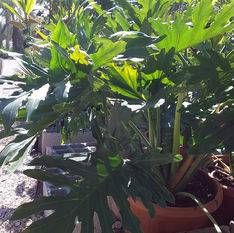 Philodendron Selloum