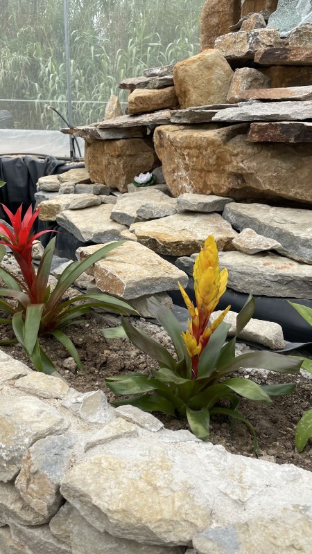 Arrivage de plantes, Arbres.