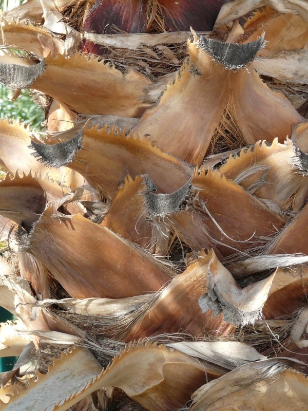 Washingtonia Robusta