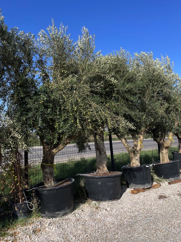Foire à l'olivier : destockage d'oliviers à 480 euros au lieu de 680 euros dans  notre pépinière à Chateauneuf Les Martigues