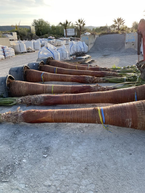 Arrivage de plantes tropicales tous les mois