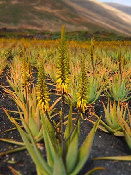 Aloe Ferox