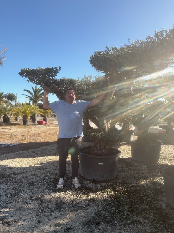 Nouvel arrivage de végétaux à la pépinière tropicale Abbalone !