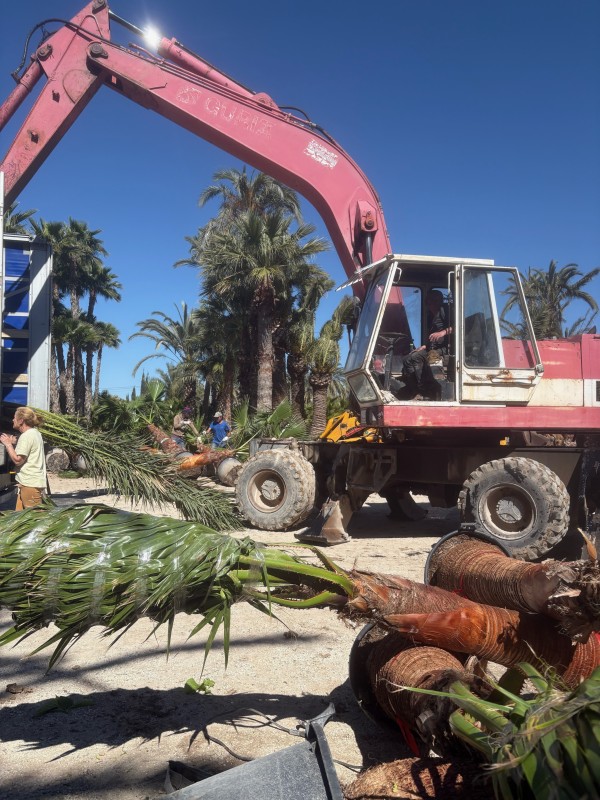 Nouvel arrivage de végétaux à la pépinière tropicale Abbalone !