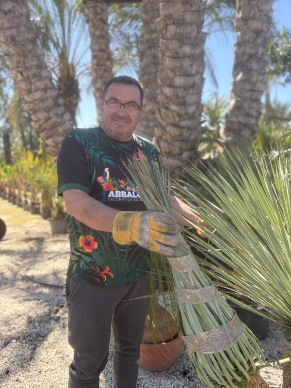 Nouvel arrivage de végétaux à la pépinière tropicale Abbalone !